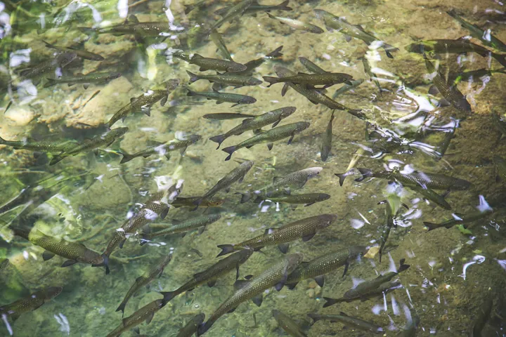 Photo d’origine : Un banc de poissons nageant tous dans la même direction dans une eau claire.