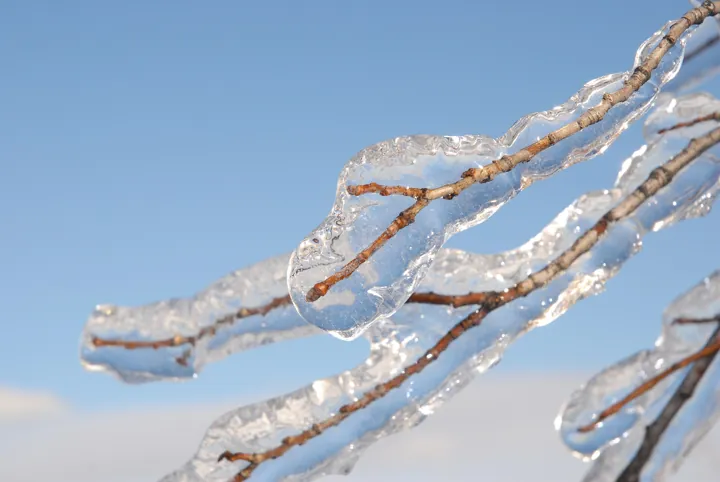 Photo d’origine : Une branche qui se divise en deux, prise dans un manchon de glace sur fond de ciel bleu.