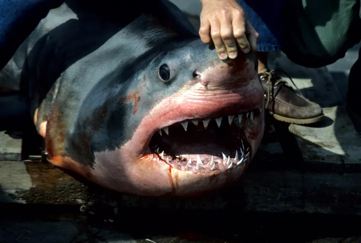 Photo d’origine : Tête d'un grand requin blanc, gueule ouverte sur ses rangées de dents