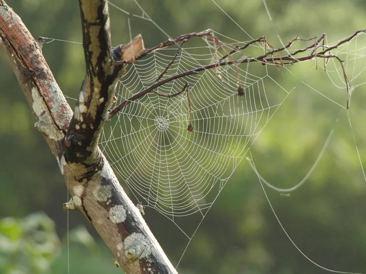 Photo d’origine : Toile d'araignée couverte de rosée, tendue entre des branches